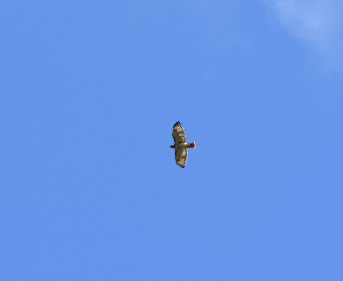 Red-tailed Hawk - ML488904361