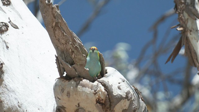 Purple-crowned Lorikeet - ML488904421