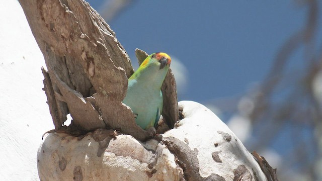 ムラサキガシラジャコウインコ - ML488904461