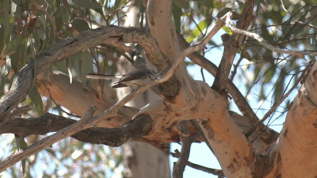 Gray Fantail (preissi) - ML488904491