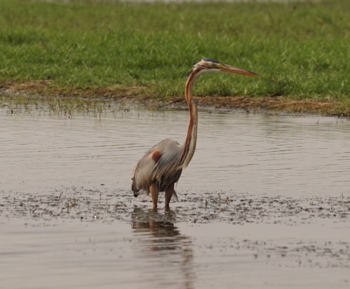 Purple Heron - Sandhya Lenka