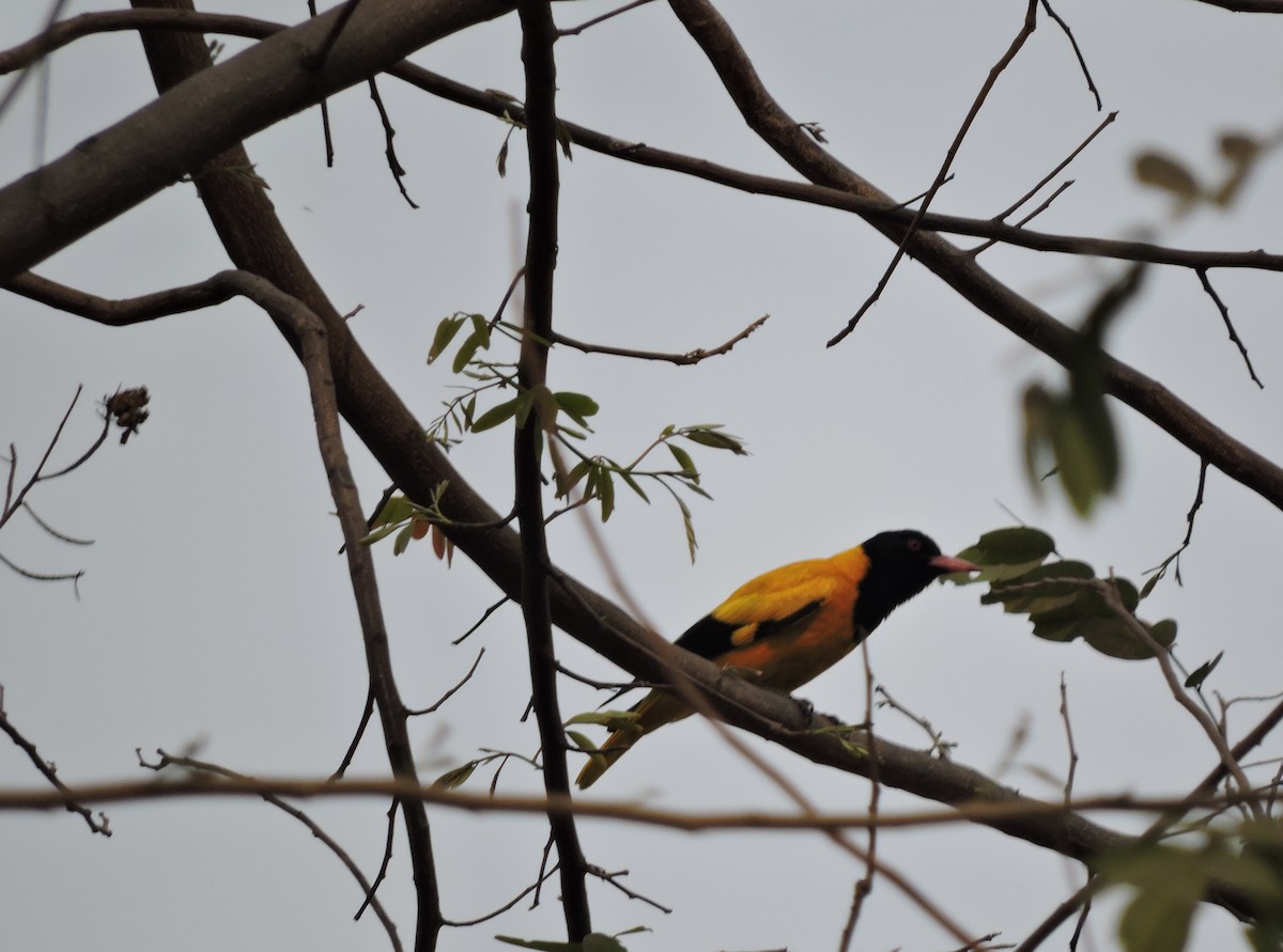 Black-hooded Oriole - ML48890621