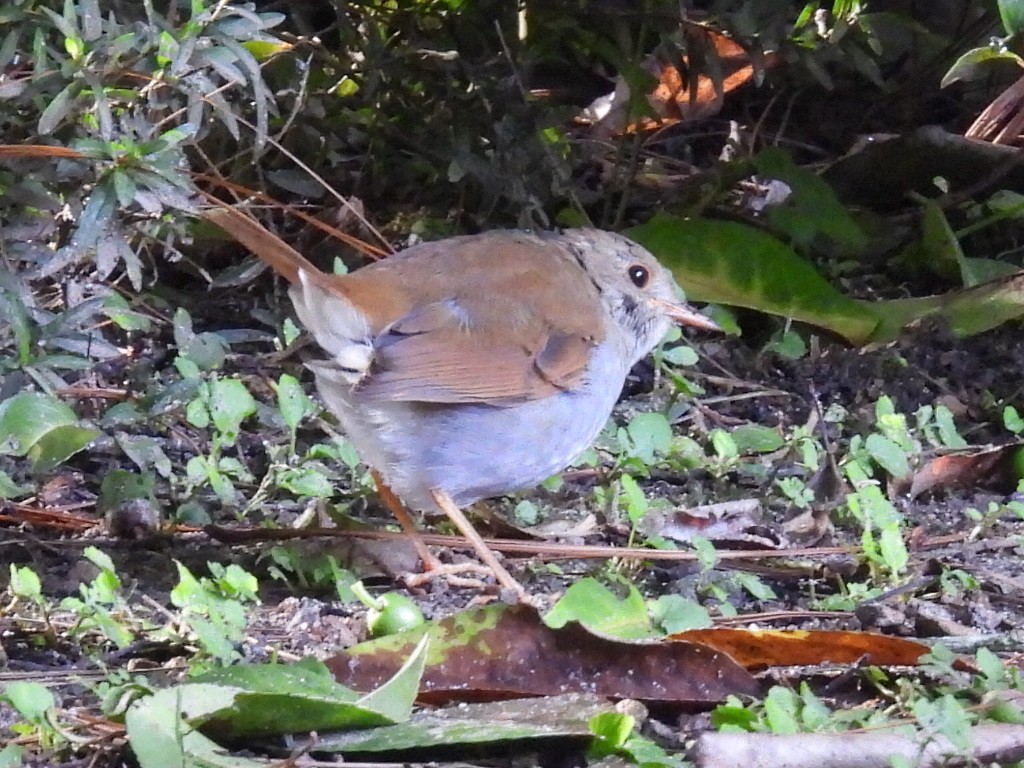 Orange-billed Nightingale-Thrush (Brown-headed) - ML488908601