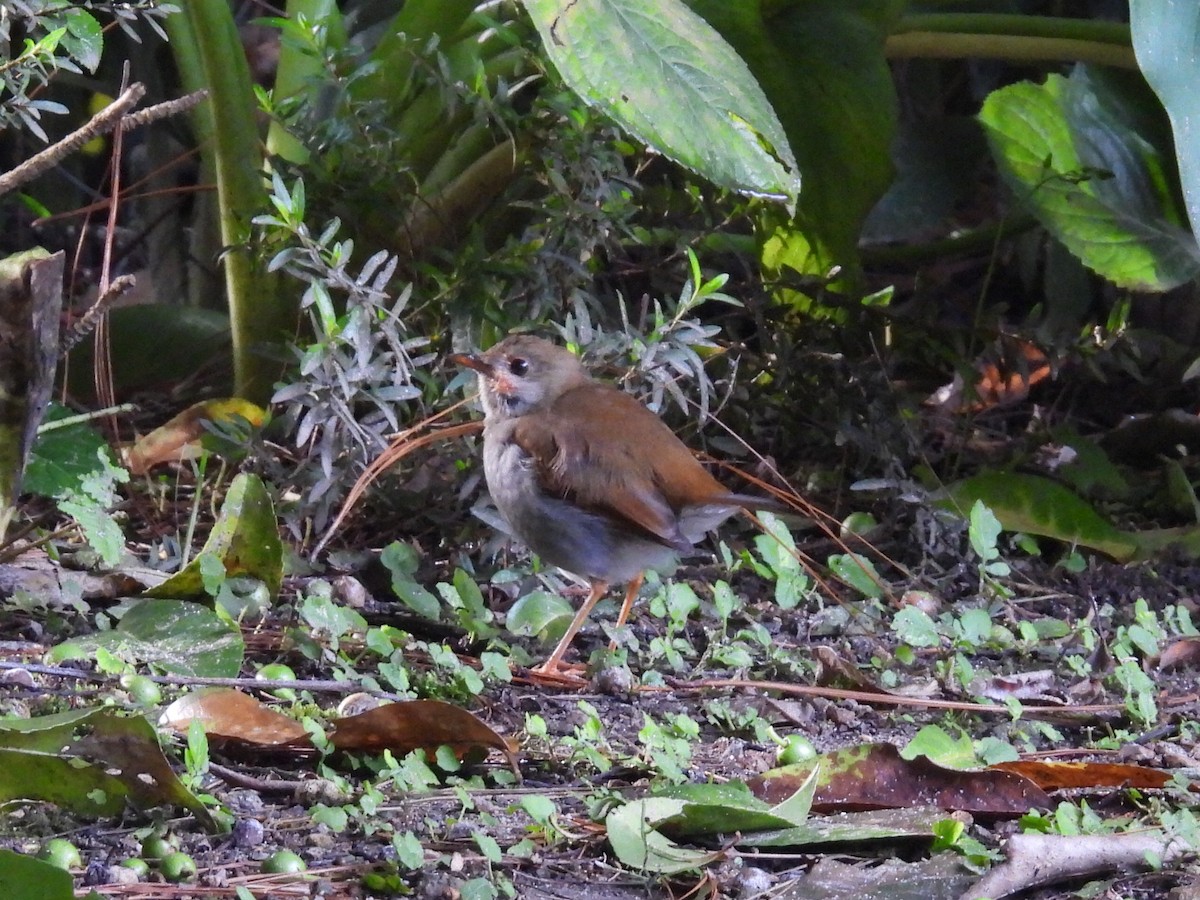 Orange-billed Nightingale-Thrush (Brown-headed) - ML488908611