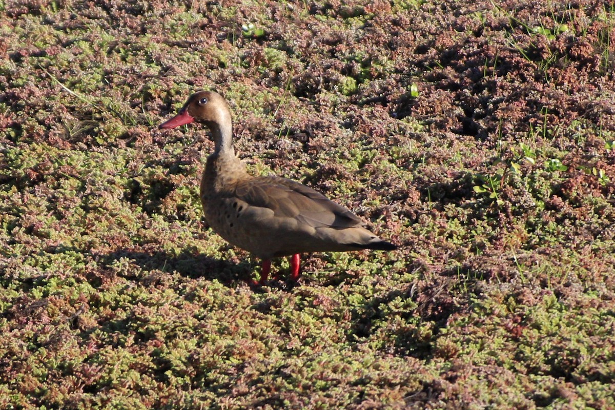 Brazilian Teal - Gabriel Carbajales