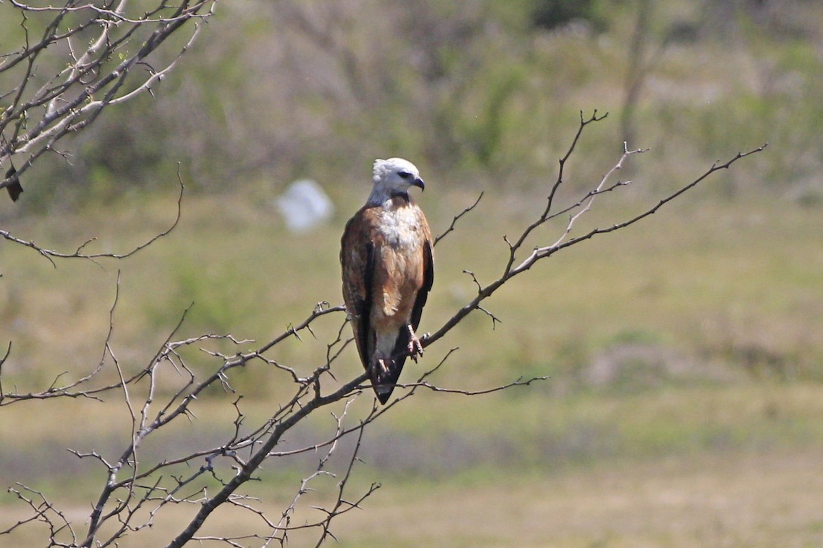 Black-collared Hawk - ML488911571