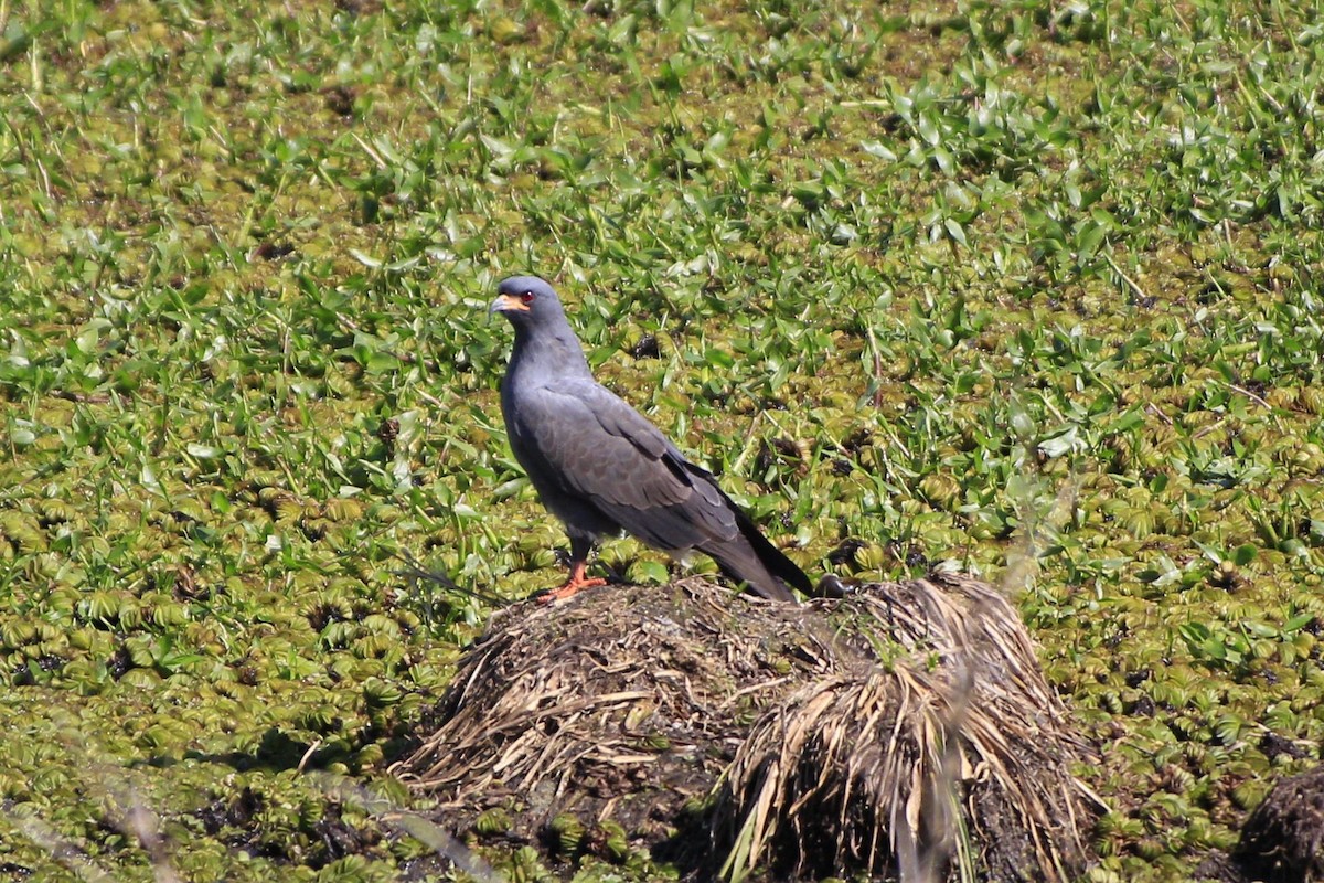 Snail Kite - Gabriel Carbajales