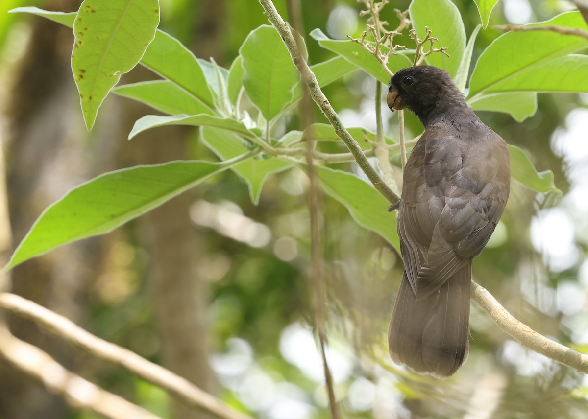 Comoro Black Parrot - Kasper R. Berg