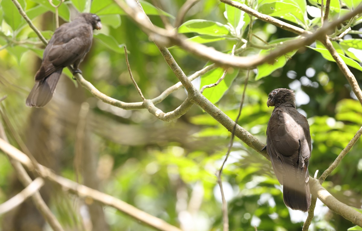 Comoro Black Parrot - Kasper R. Berg