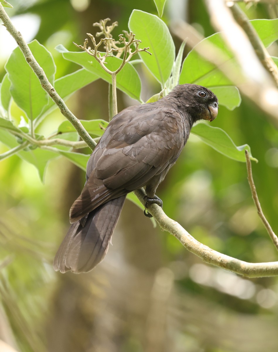 Comoro Black Parrot - Kasper R. Berg