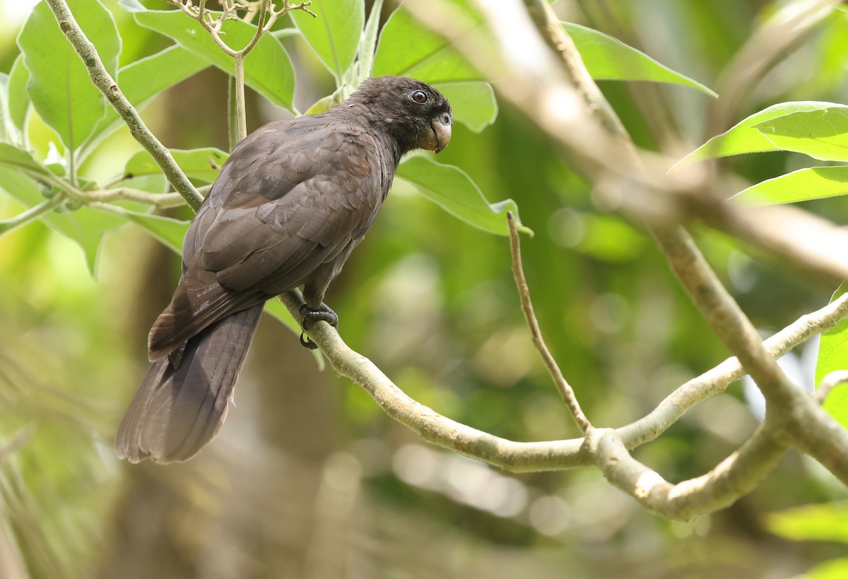 Comoro Black Parrot - Kasper R. Berg