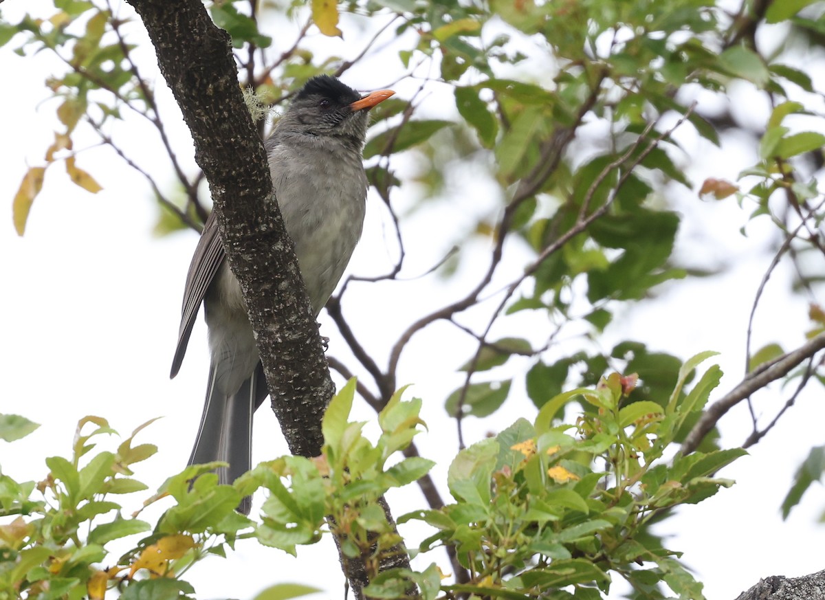 Bulbul de Gran Comora - ML488914081