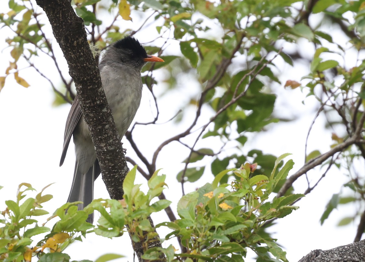 Bulbul des Comores - ML488914091