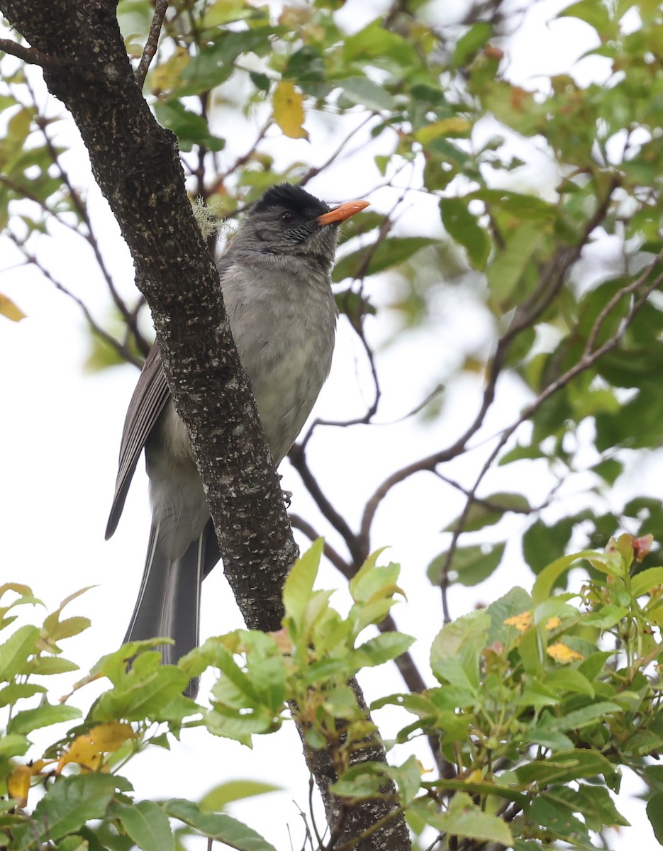 Bulbul des Comores - ML488914101