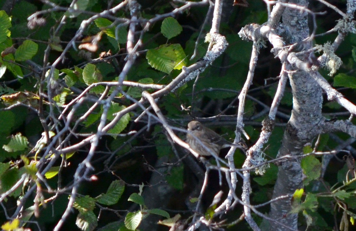 Yellow-rumped Warbler (Myrtle) - ML488914641