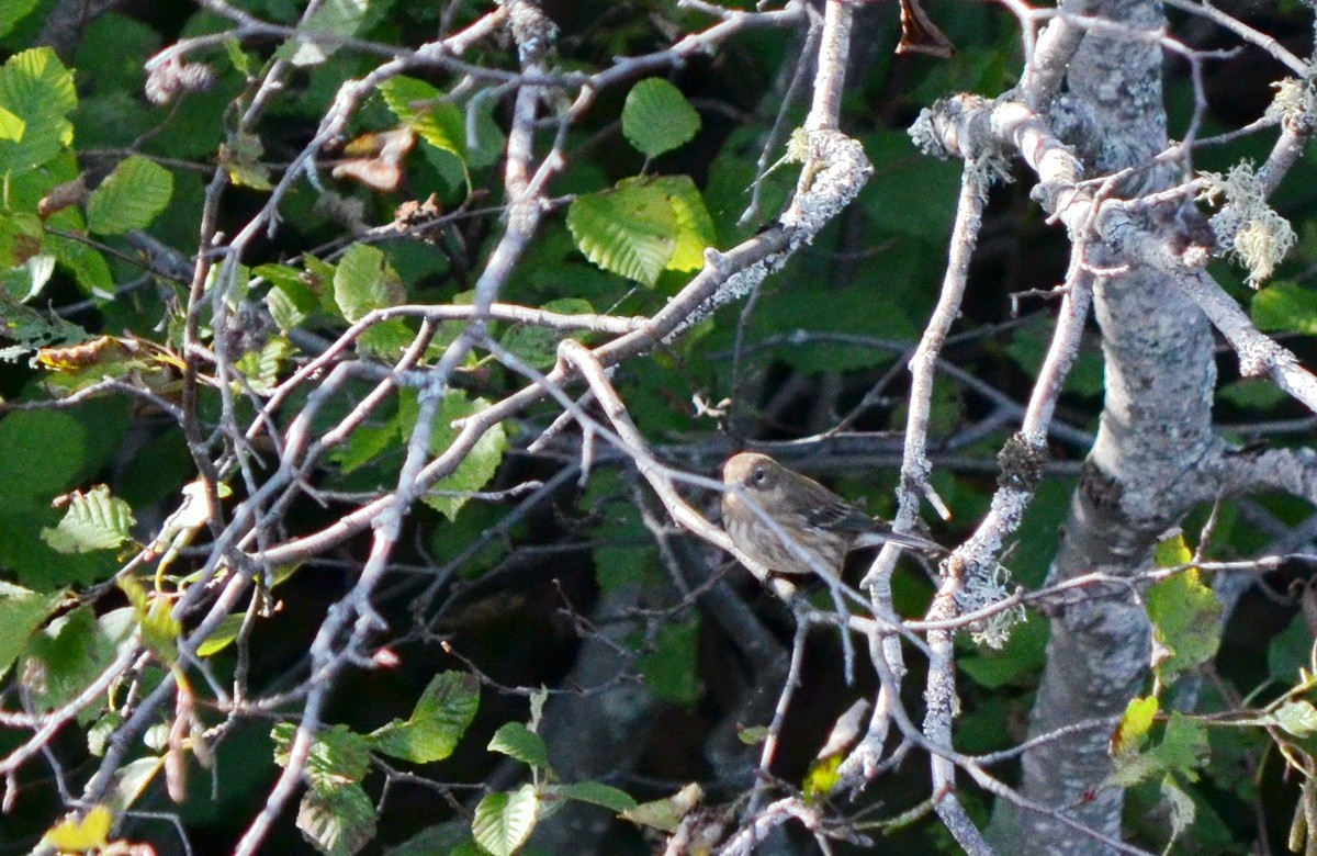 Yellow-rumped Warbler (Myrtle) - ML488914661