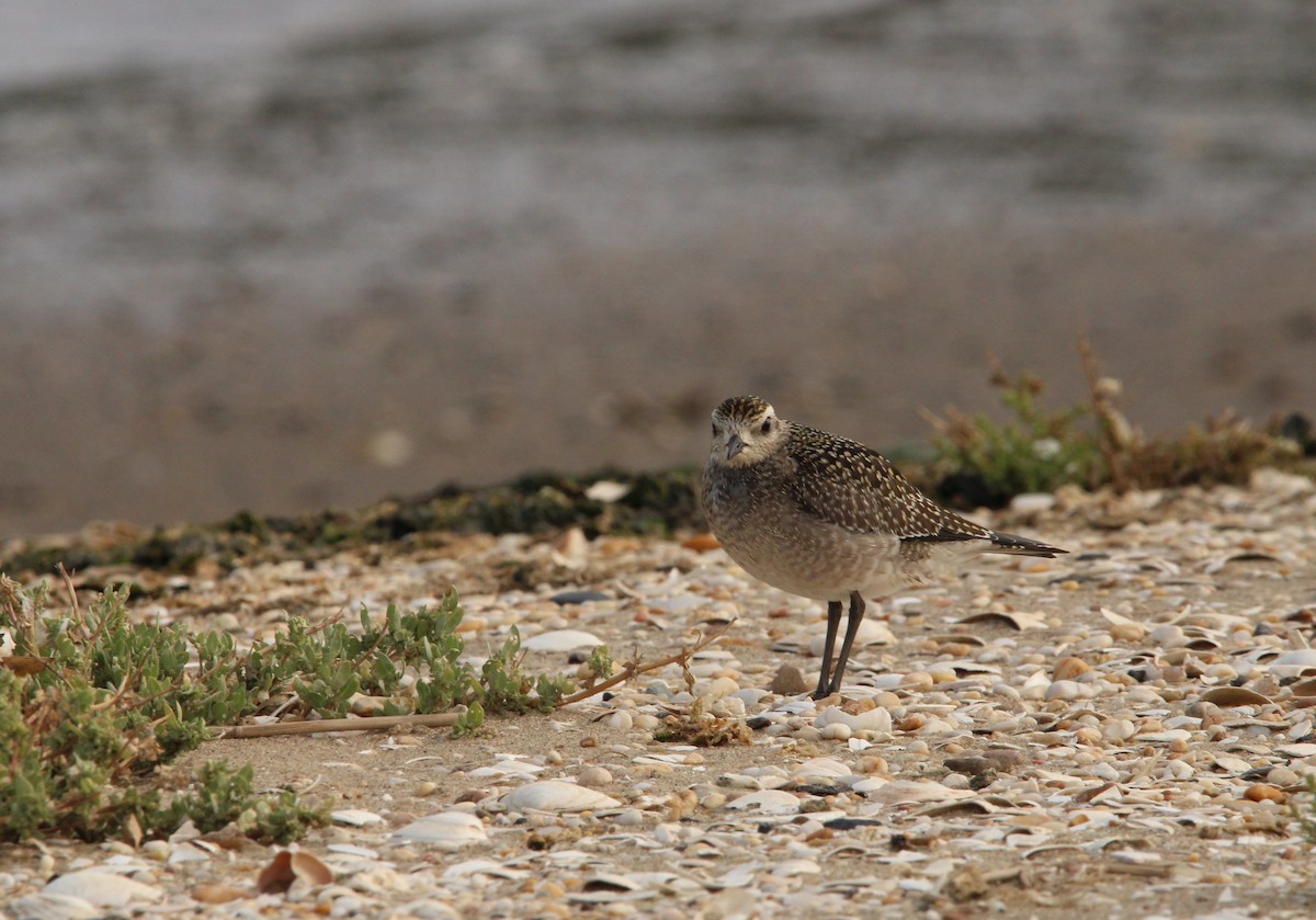 American Golden-Plover - ML488917131