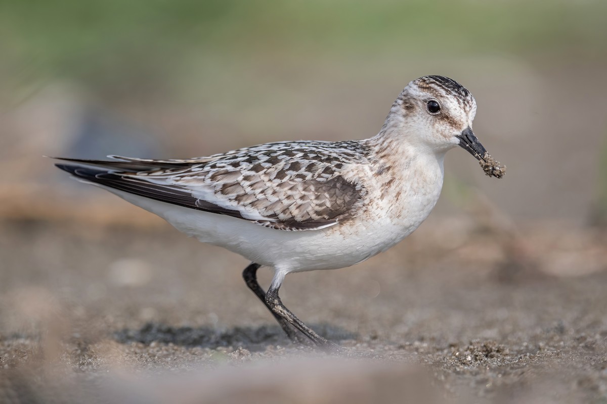 Sanderling - ML488917421