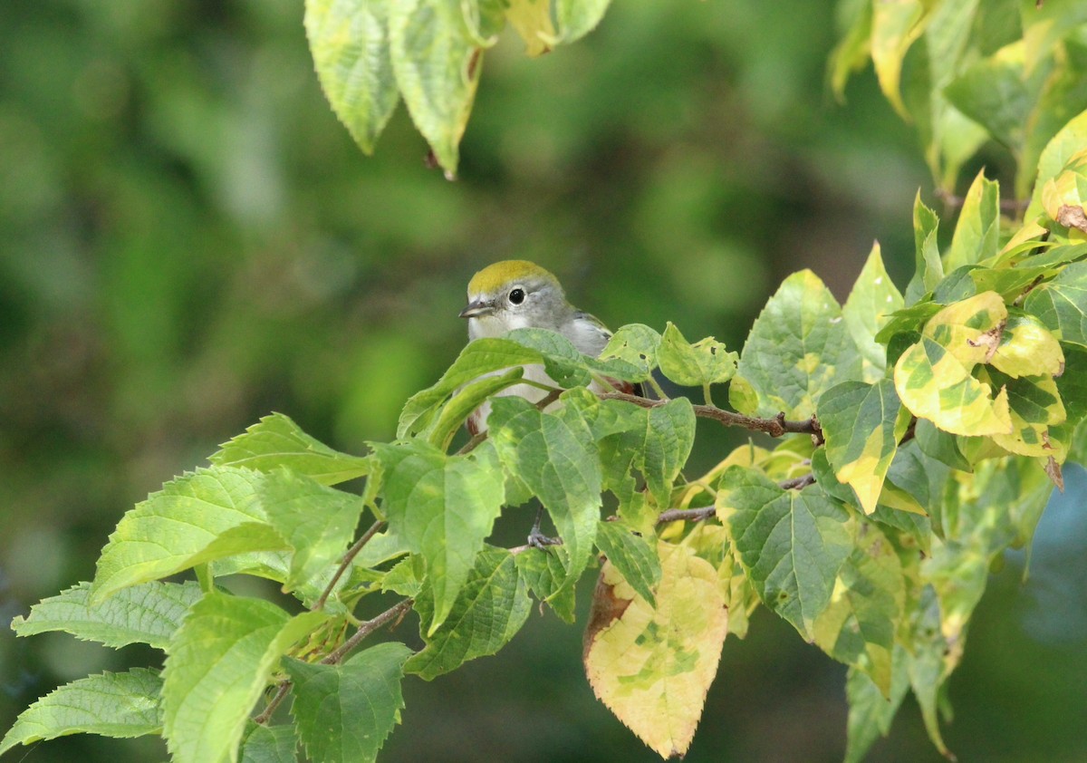 Chestnut-sided Warbler - Keith Leonard