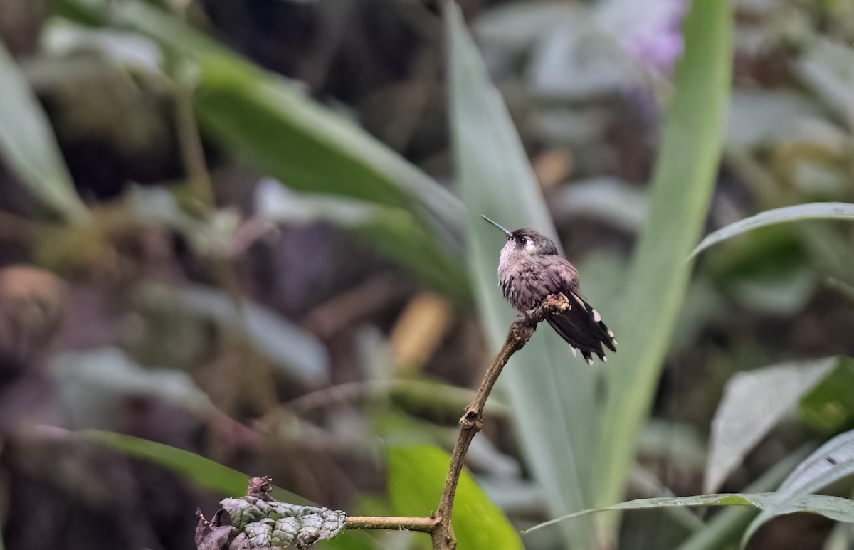 Speckled Hummingbird (maculata) - ML488918411