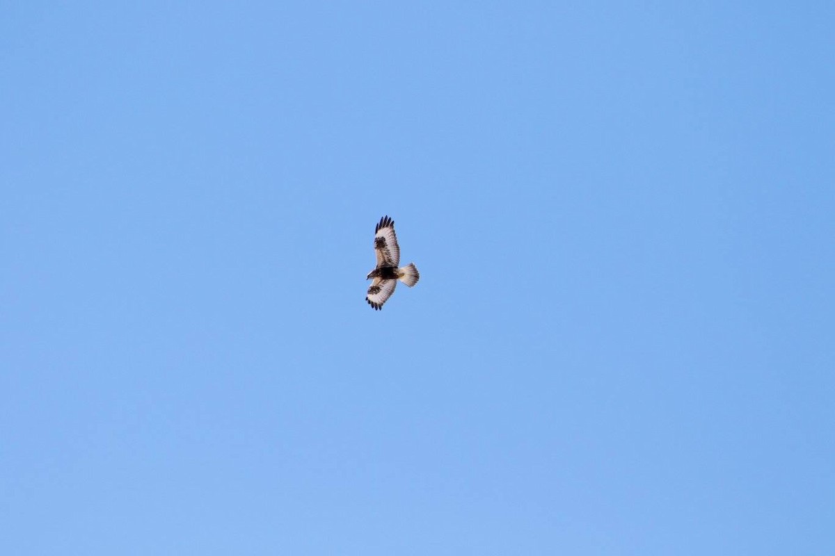 Rough-legged Hawk - ML48891851