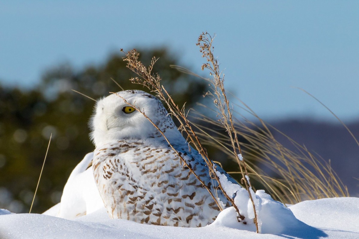 Snowy Owl - Meaghan Sinclair