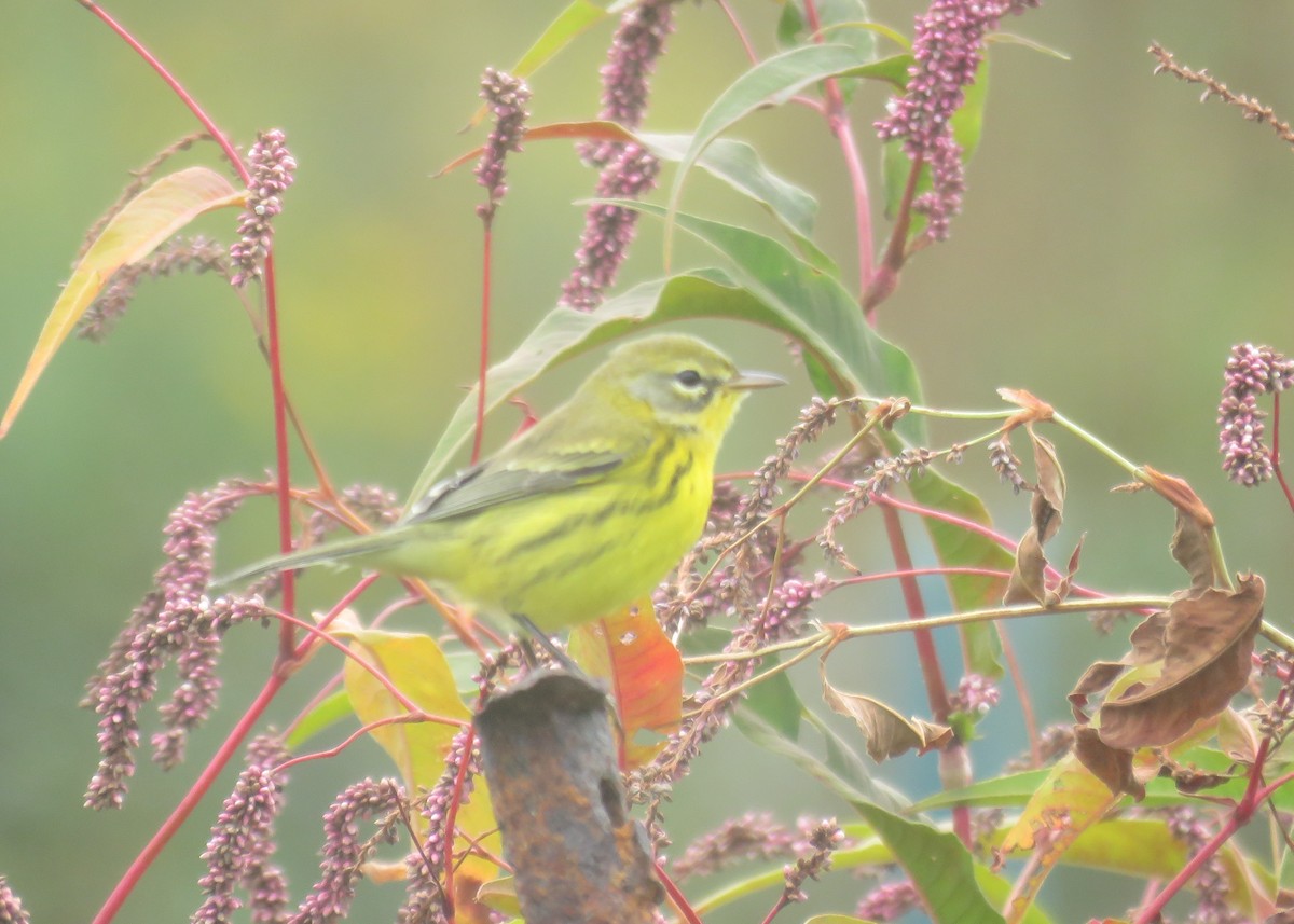 Prairie Warbler - Mary Ess-Why