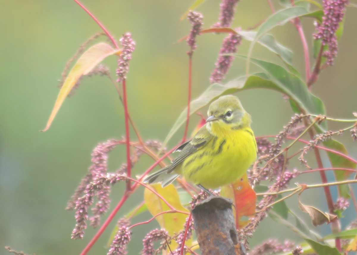 Prairie Warbler - Mary Ess-Why