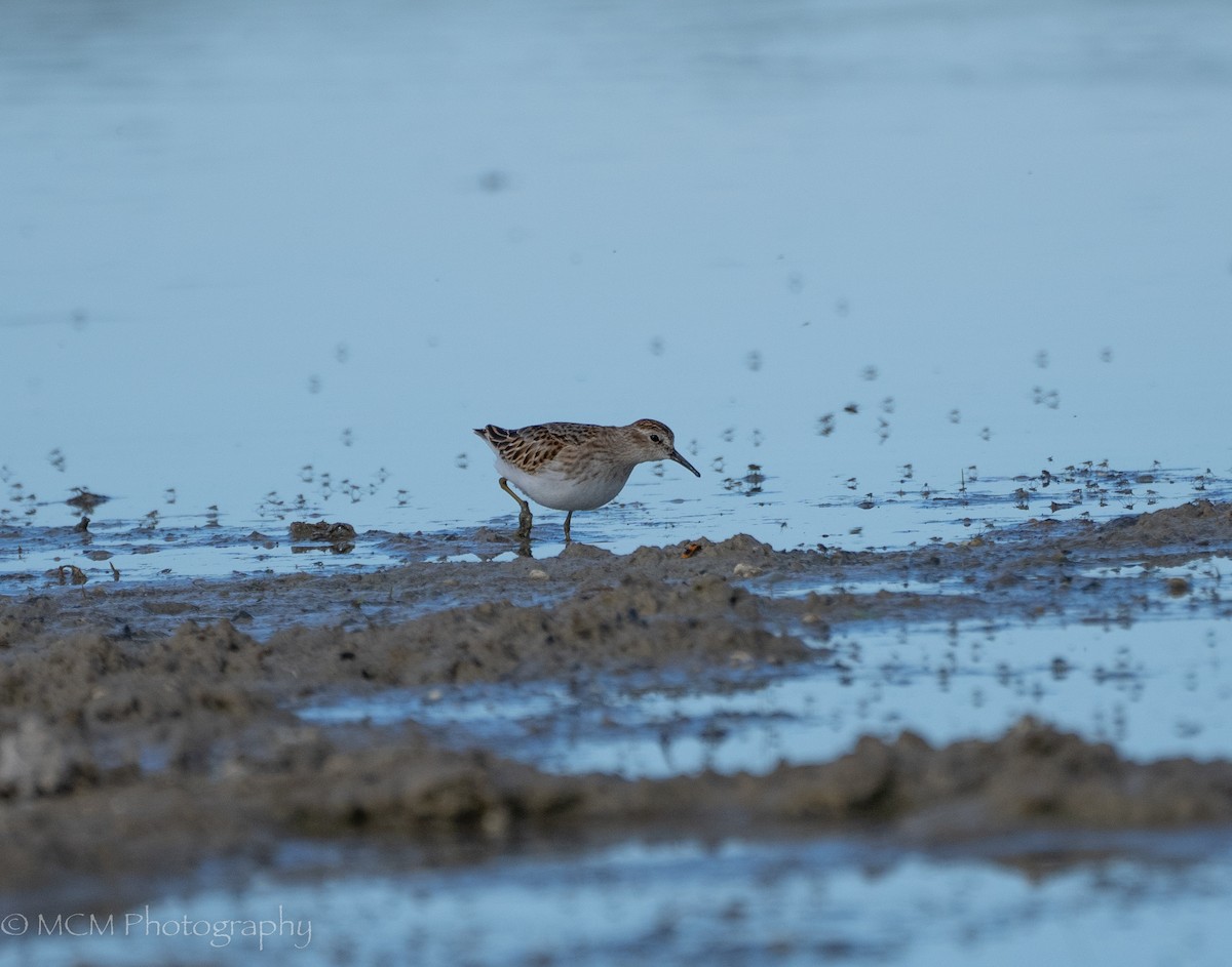 pygmésnipe - ML488920841