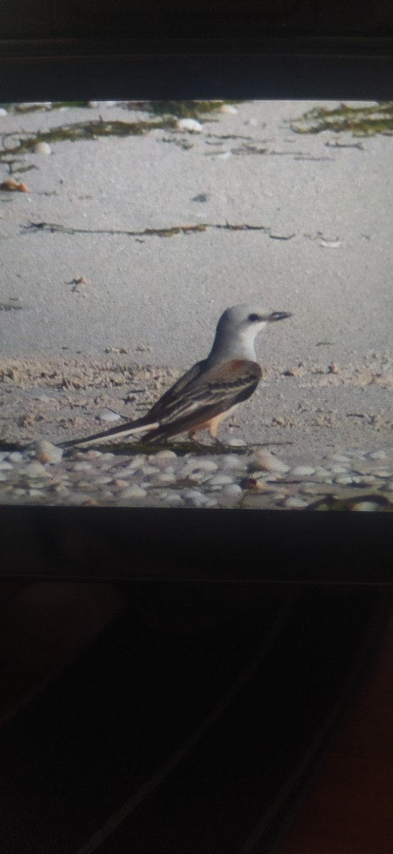 Scissor-tailed Flycatcher - ML488922121