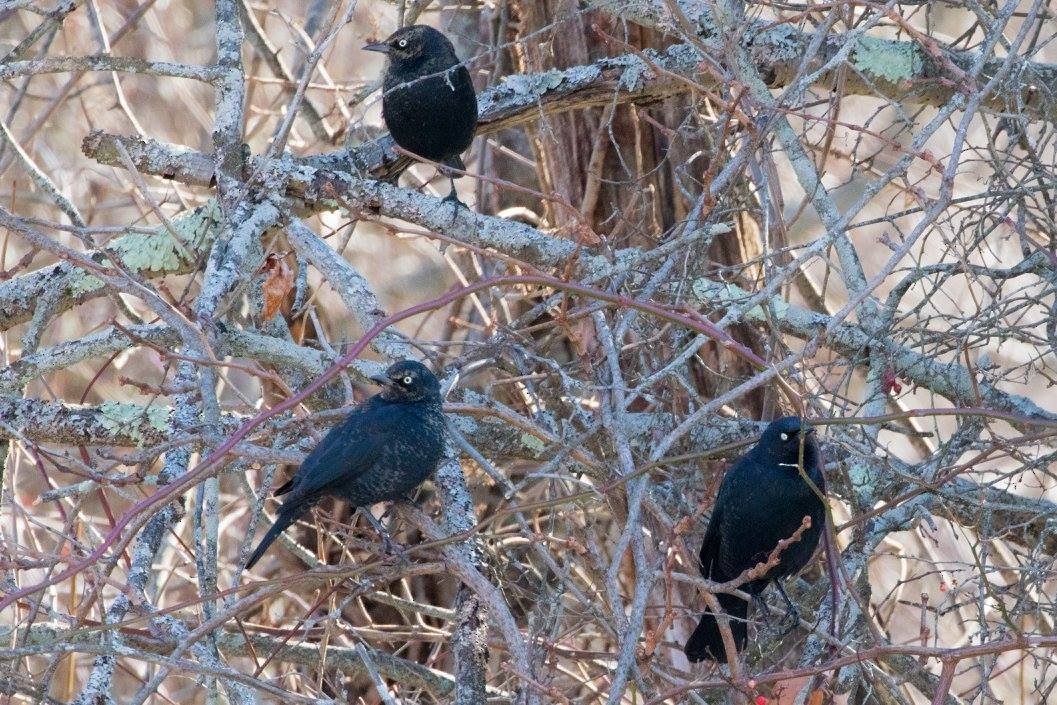 Rusty Blackbird - ML48892271