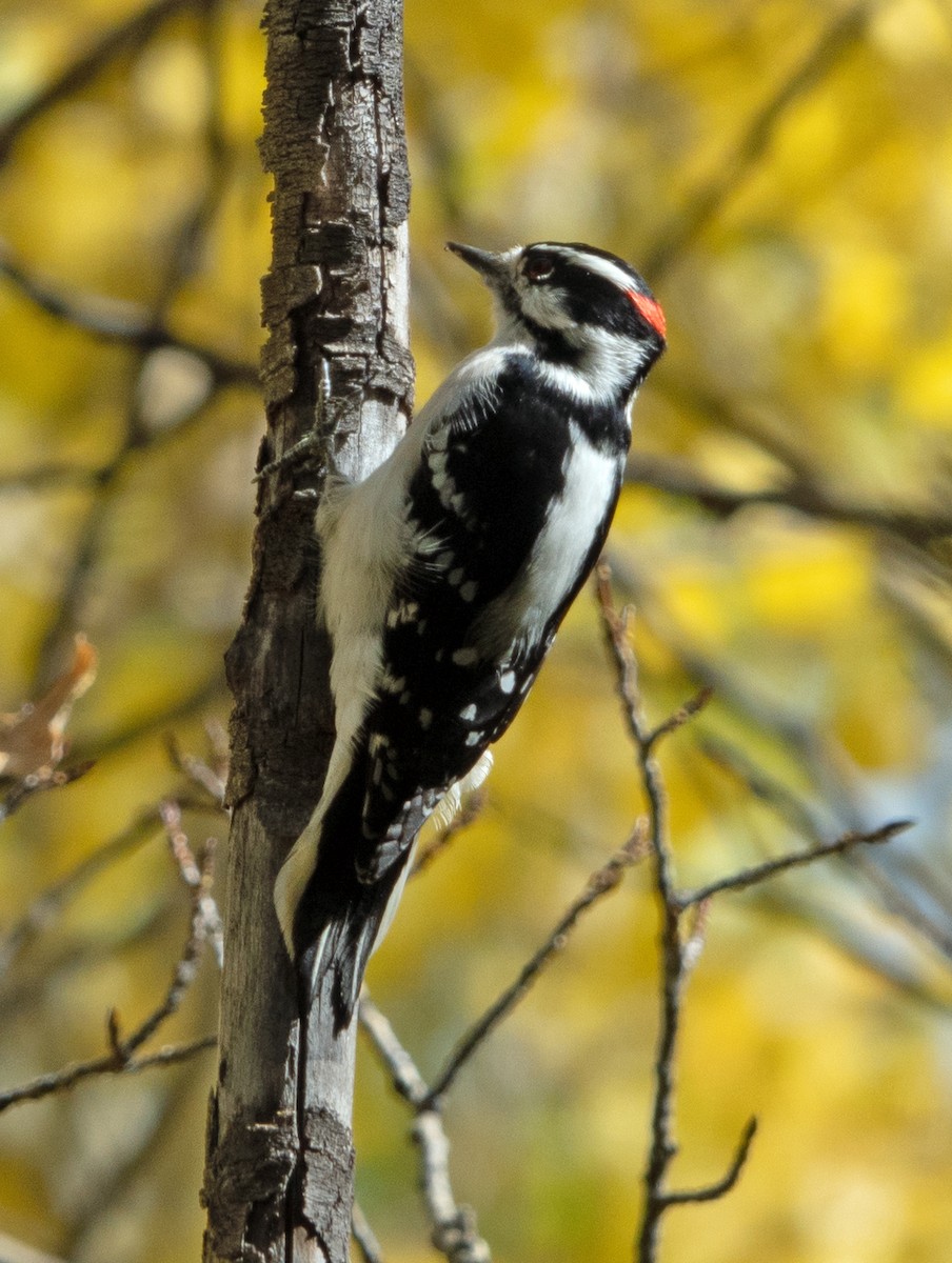 Downy Woodpecker - Dale Pate