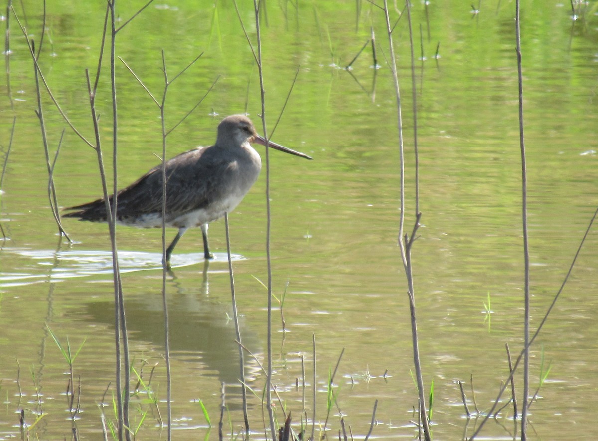 Hudsonian Godwit - ML488926131