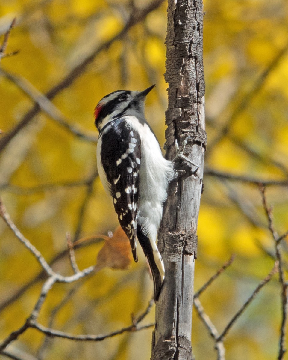 Downy Woodpecker - ML488926311