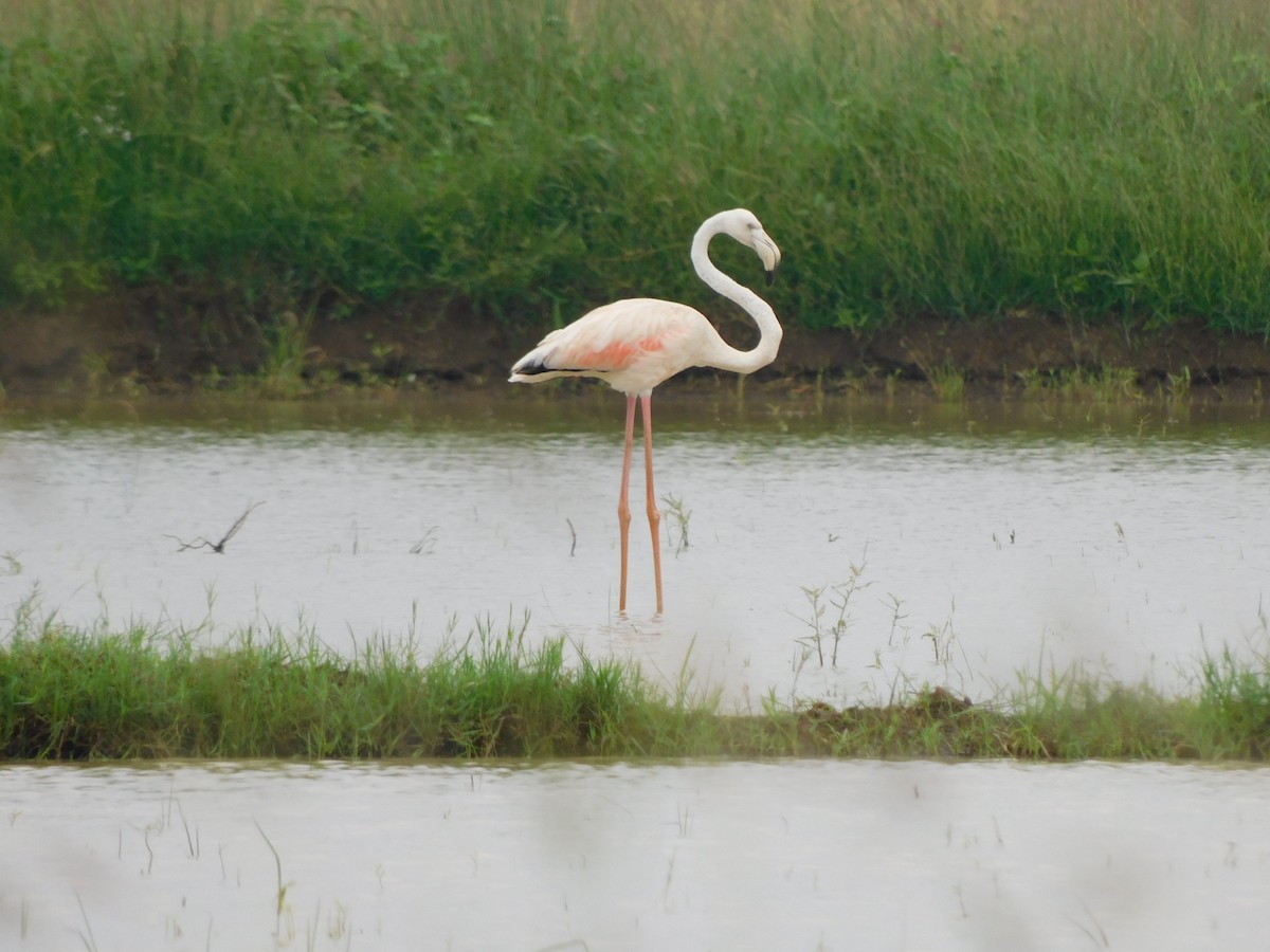 flamingo sp. - ML488926691