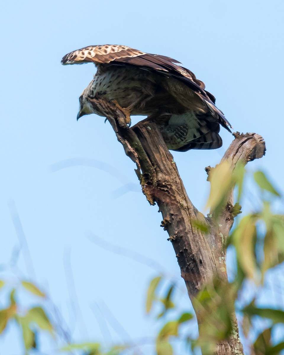 Crested Serpent-Eagle - ML488927381