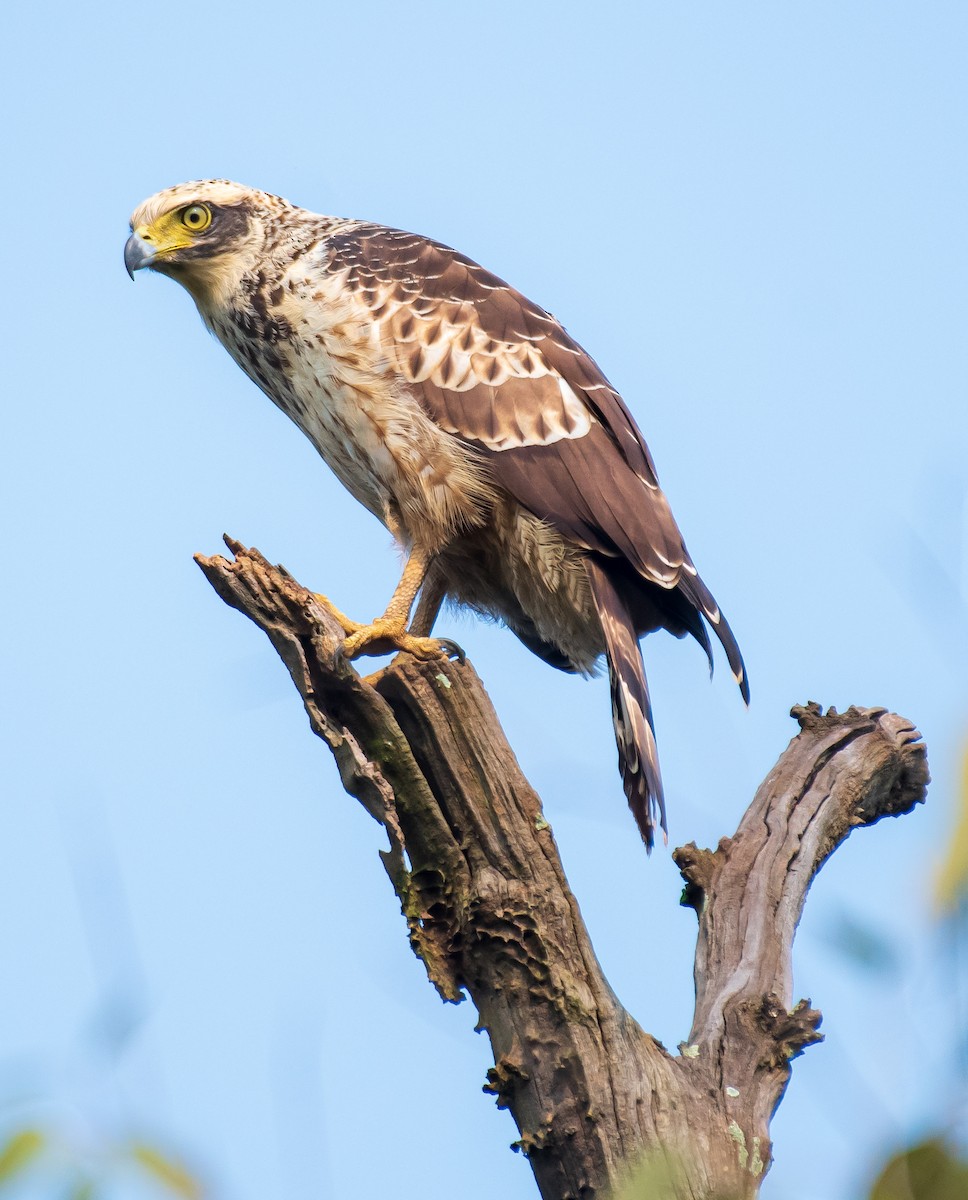 Crested Serpent-Eagle - ML488927391