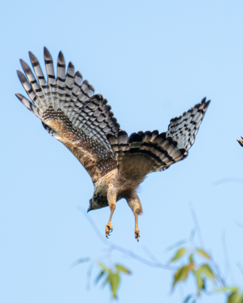 Crested Serpent-Eagle - ML488927401