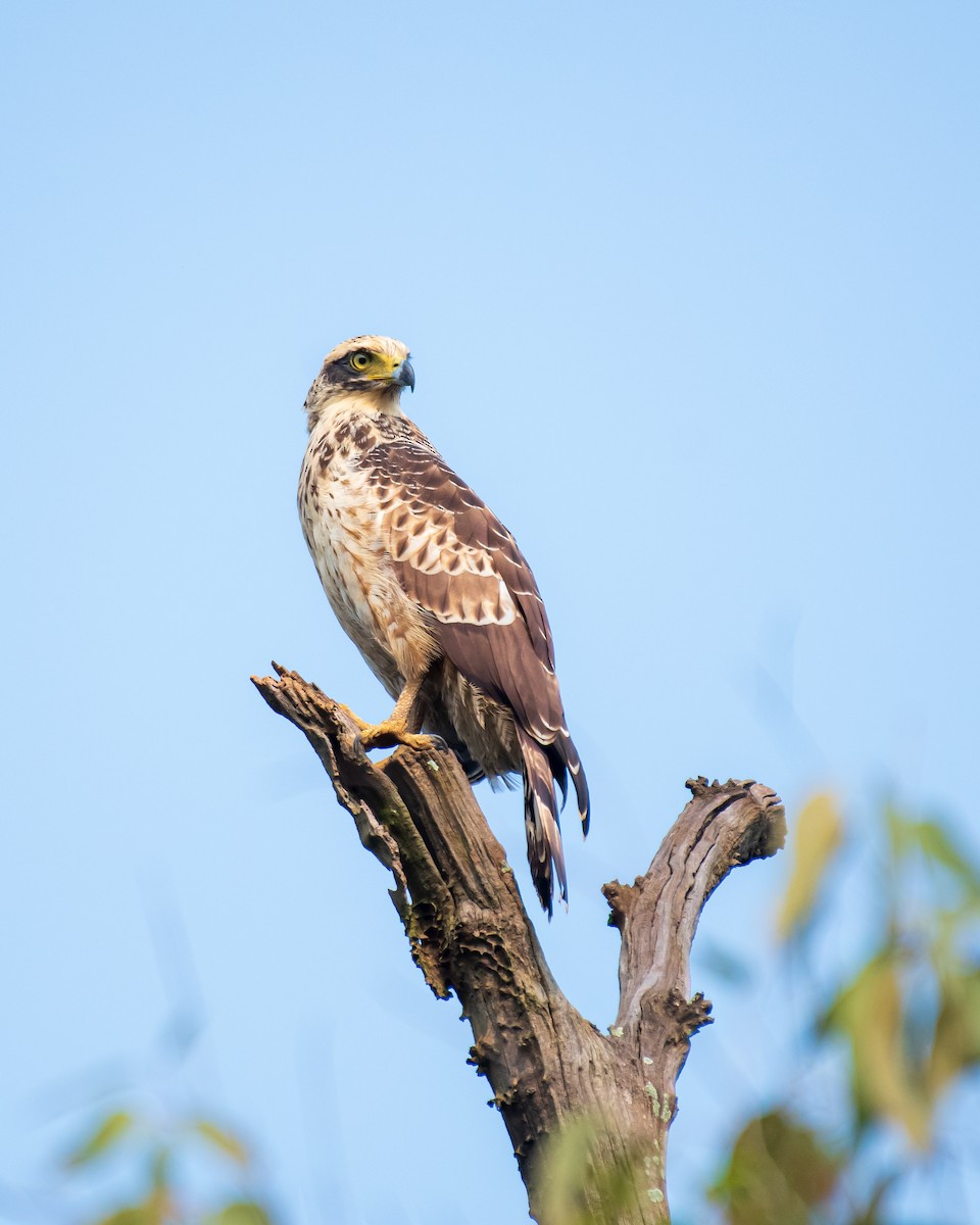 Crested Serpent-Eagle - ML488927411