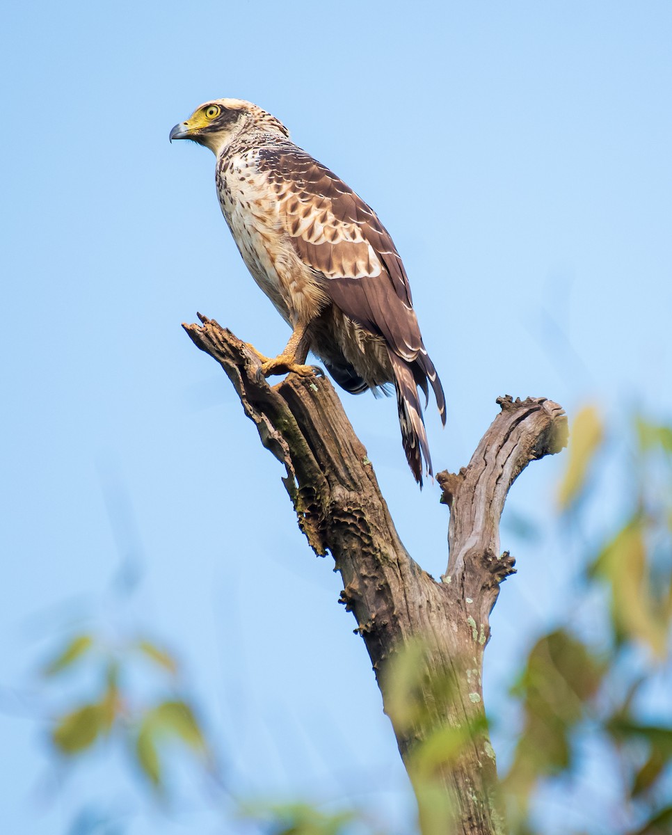 Crested Serpent-Eagle - ML488927421