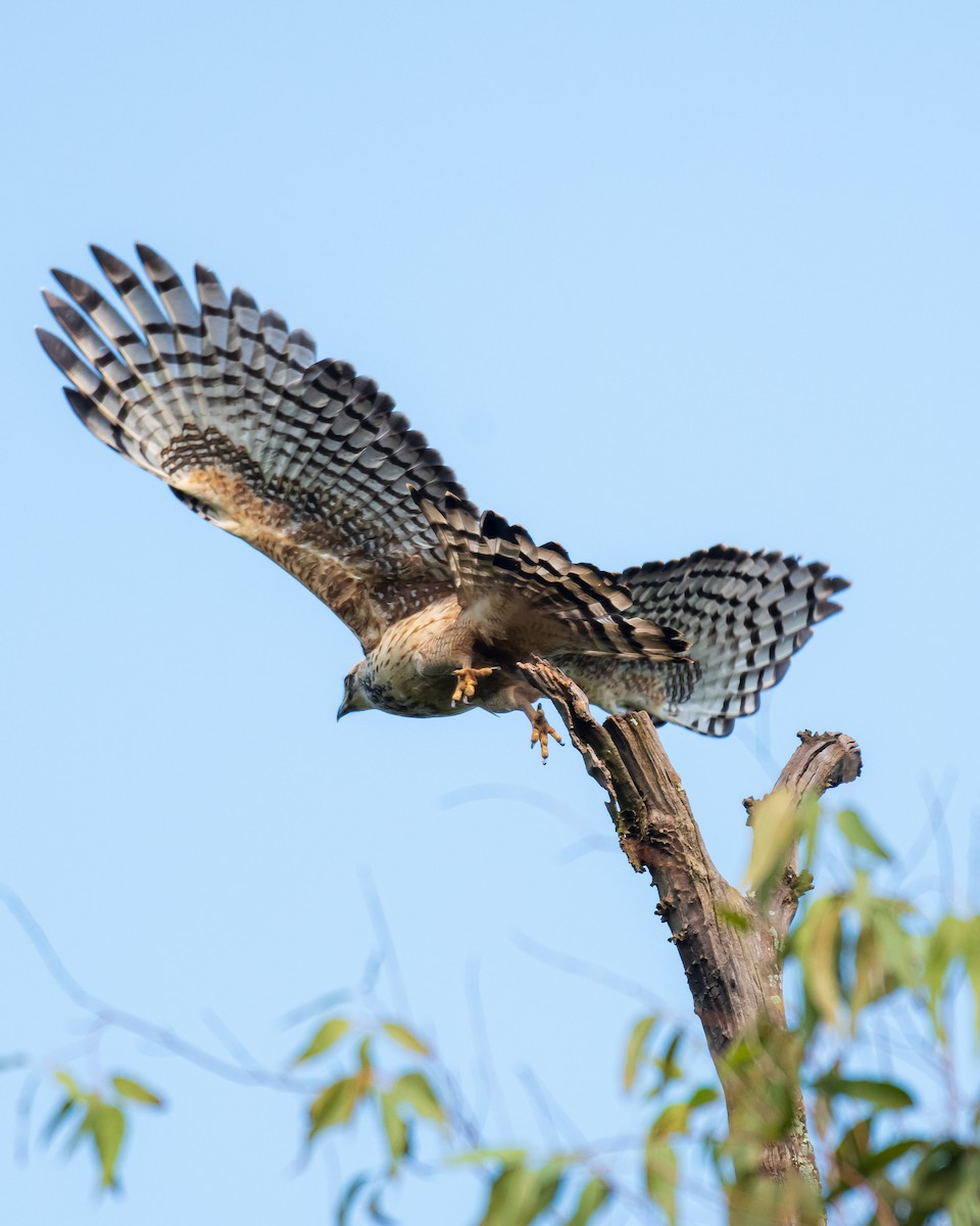 Crested Serpent-Eagle - ML488927431