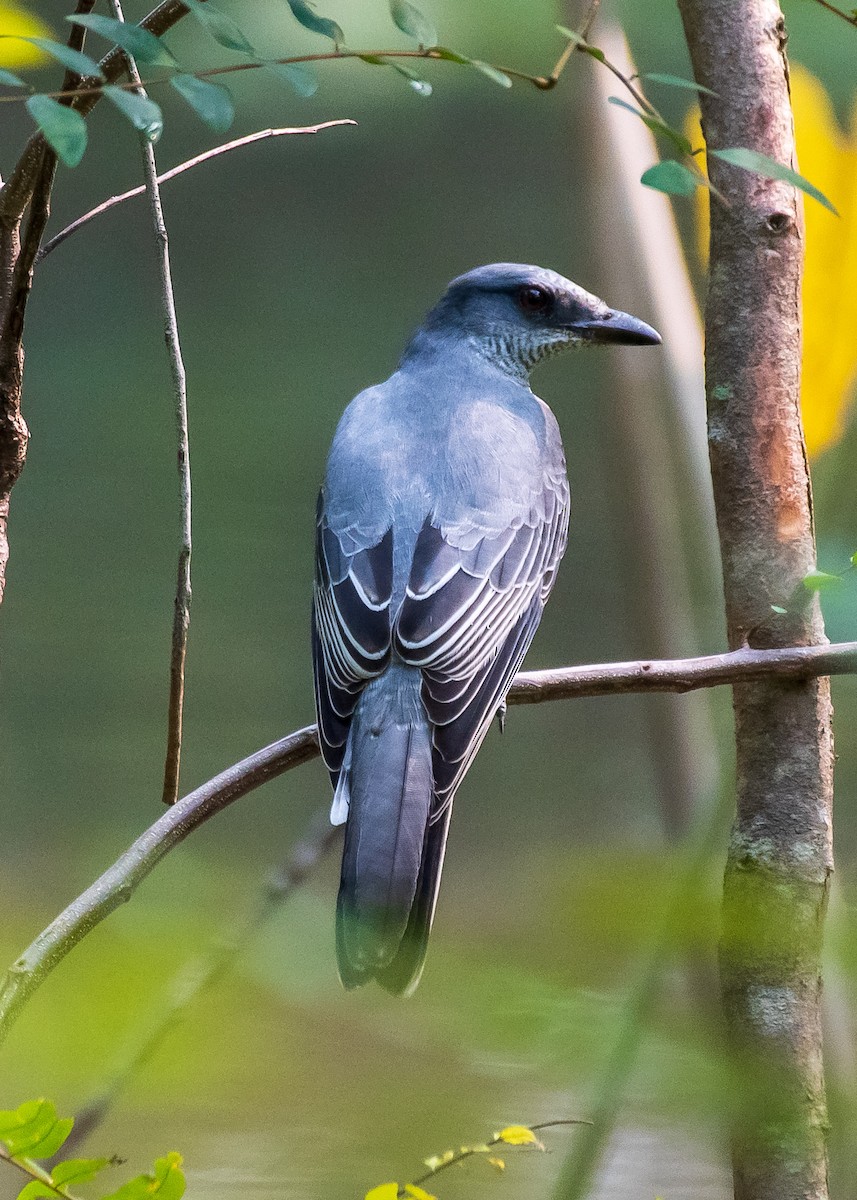 Indian Cuckooshrike - ML488927521