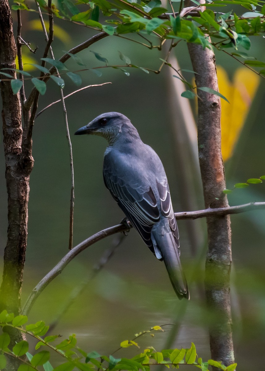 Indian Cuckooshrike - ML488927531
