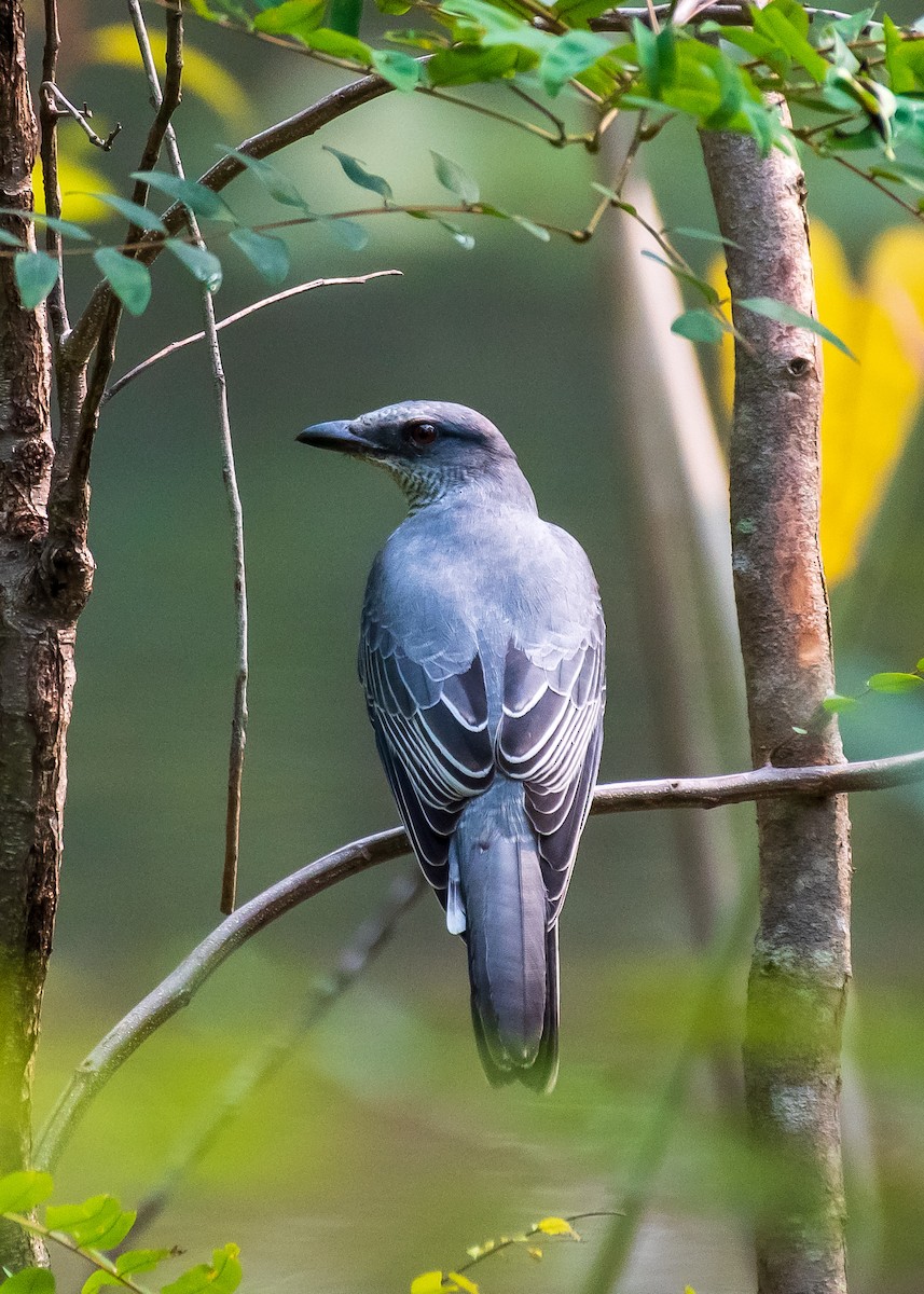 Indian Cuckooshrike - ML488927541