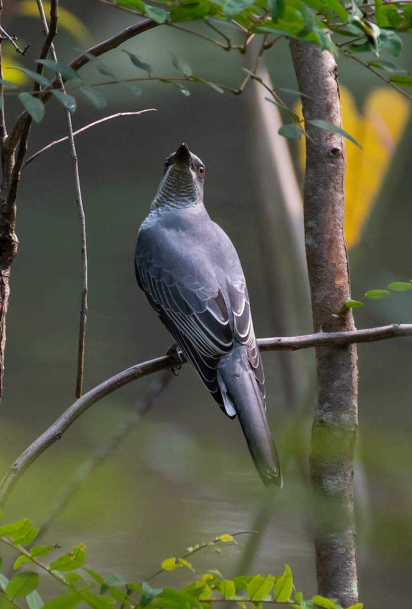 Indian Cuckooshrike - ML488927551