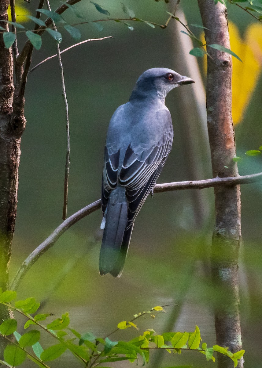 Indian Cuckooshrike - ML488927561