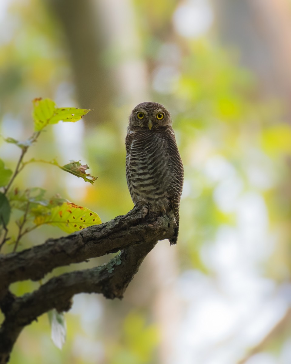 Jungle Owlet - ML488927691