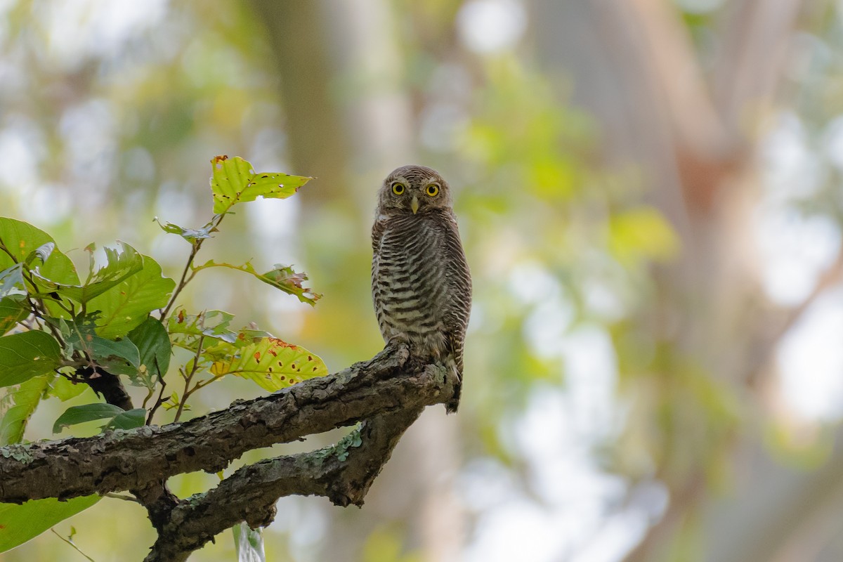 Jungle Owlet - ML488927711
