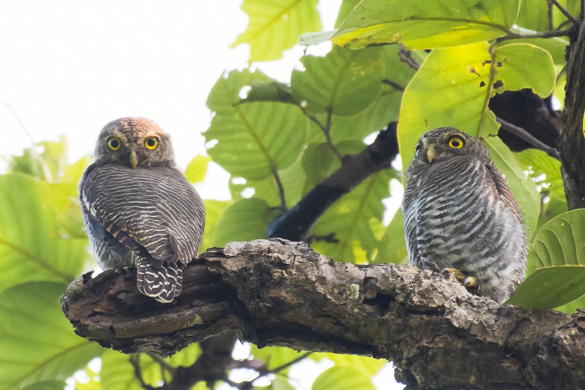 Jungle Owlet - ML488927721
