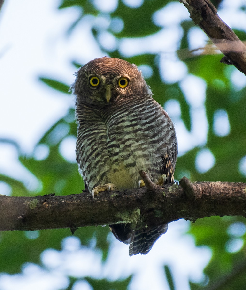 Jungle Owlet - ML488927731